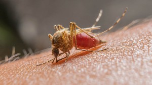 2018_drauzio_malaria_mosquito-anopheles_118045824_kagemicrotank_outubro_1000x563