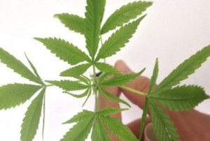 6fecfee15eed0747ff819355630122bb