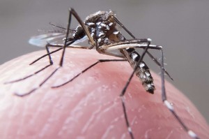 dengue