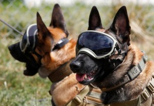 CÃES