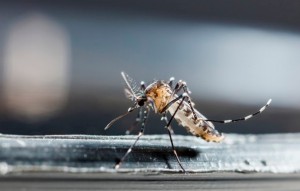 DENGUE