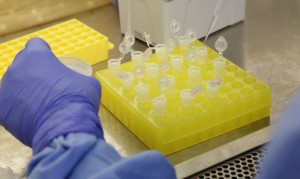 diagnostico_laboratorial_de_casos_suspeitos_do_novo_coronavirus_2801209411